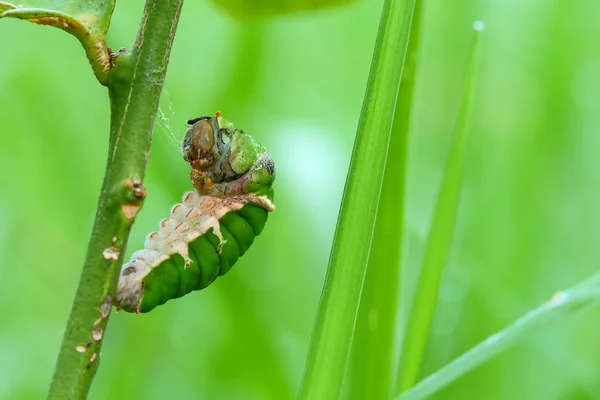 Butterfly Caterpillar Eating Kaffir Lime Leaves — Stock Photo, Image