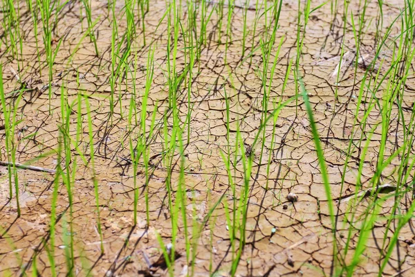 Rýžových Polí Sucha Thajsku — Stock fotografie