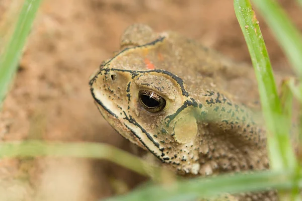 Sapo Hibernado Tailândia Tropical Asiática — Fotografia de Stock