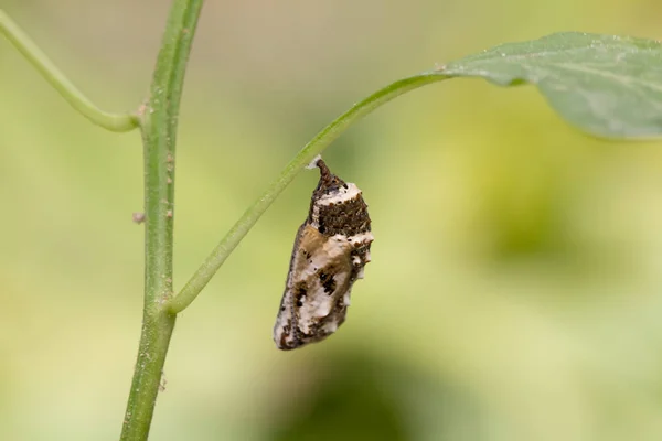 Chrysalis Butterfly Opknoping Bomen — Stockfoto