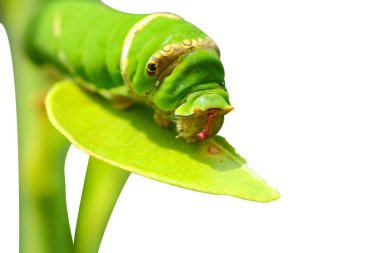 Güney Afrika'da bir kabile kireç yeme kelebek caterpillar bırakır. Beyaz arka plan üzerinde izole.