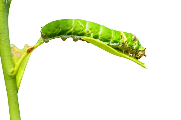 Güney Afrika Bir Kabile Kireç Yeme Kelebek Caterpillar Bırakır Beyaz — Stok fotoğraf