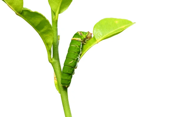 Lagarta Borboleta Comendo Folhas Limão Kaffir Isolado Fundo Branco — Fotografia de Stock