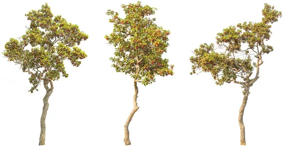 Dipterocarpus Intricatus Collectie Geïsoleerde Boom Witte Achtergrond — Stockfoto