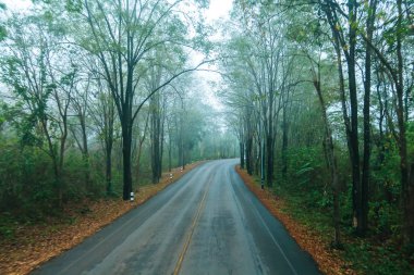 Kırsal yollar, Tayland ormanın içinde boş yol.