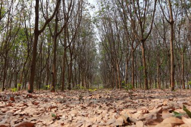 Kauçuk ağacı, kauçuk plantasyon Roi et Tayland.