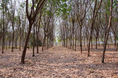 Kauçuk ağacı, kauçuk plantasyon Roi et Tayland.