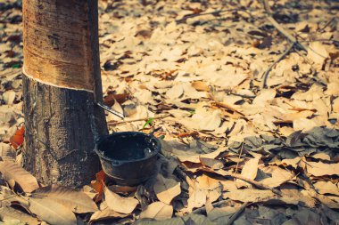 Kauçuk ağacı, kauçuk plantasyon Roi et Tayland.