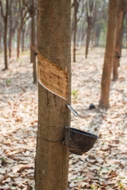 Kauçuk ağacı, kauçuk plantasyon Roi et Tayland.