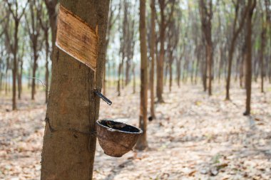 Kauçuk ağacı, kauçuk plantasyon Roi et Tayland.