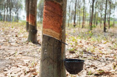 Kauçuk ağacı, kauçuk plantasyon Roi et Tayland.