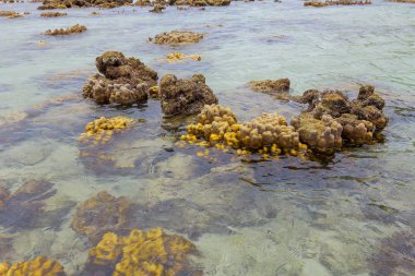 Mercan Koh Kham, Tayland, Thailand sığ.