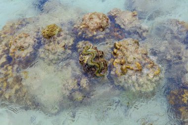 Mercan Koh Kham, Tayland, Thailand sığ.