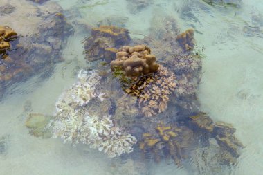 Mercan Koh Kham, Tayland, Thailand sığ.