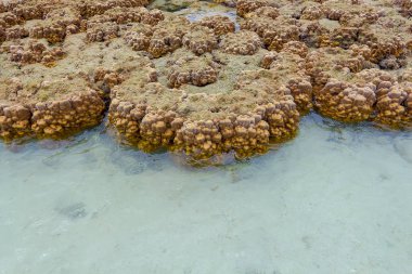 Mercan Koh Kham, Tayland, Thailand sığ.