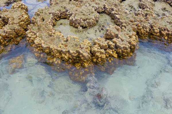 Mercan Koh Kham, Tayland, Thailand sığ.