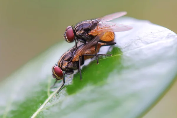 Mating Fly Macro Moscas Domésticas Comunes Una Hoja — Foto de Stock