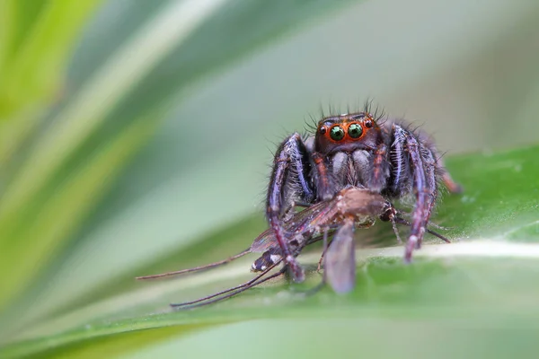 Macro of spider eating mosquito on the leave in nature.