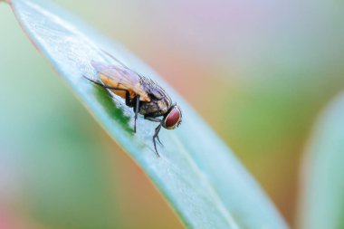 Bitkinin yaprakları üzerinde uçmak.