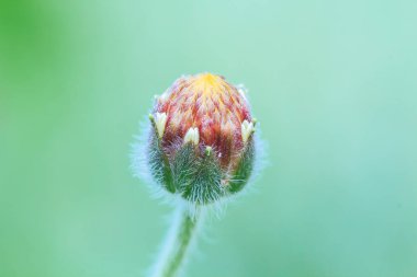 Güzel beyaz karahindiba çiçeklerle arka plan bulanıklık.