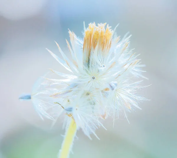 Piękne Białe Kwiaty Mniszek Rozmycie Tła — Zdjęcie stockowe