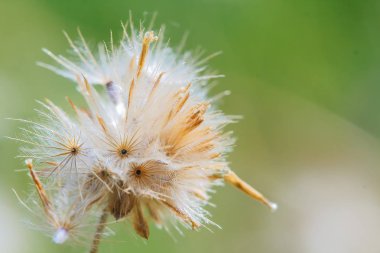 Güzel beyaz karahindiba çiçeklerle arka plan bulanıklık.