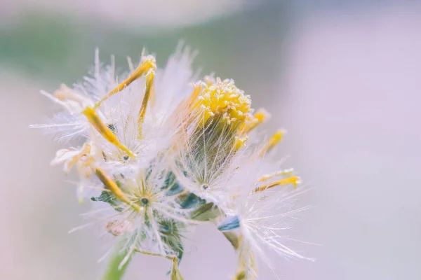 Piękne Białe Kwiaty Mniszek Rozmycie Tła — Zdjęcie stockowe