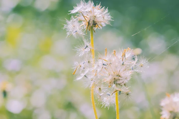 美しい白いタンポポ花背景をぼかし — ストック写真