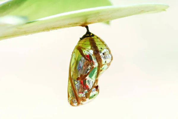 Bir yaprak üzerinde asılı Kelebek kelebek .