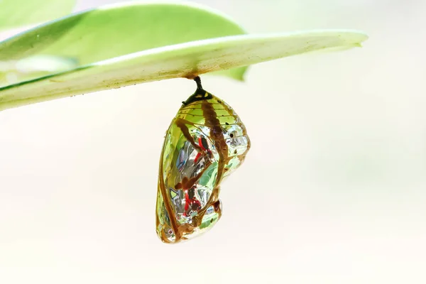 Bir Yaprak Üzerinde Asılı Kelebek Kelebek — Stok fotoğraf