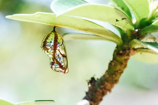 Chrysalis Butterfly Hanging Leaf — Stock Photo, Image