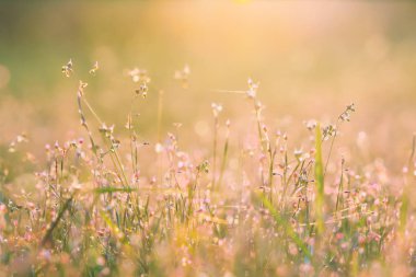 Günbatımı güzel çayır. Vintage atmosfer.