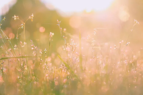 夕日の美しい草原 ビンテージの雰囲気 — ストック写真