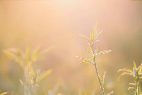 夕日の美しい草原 ビンテージの雰囲気 — ストック写真
