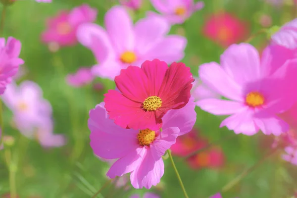 Cosmos Flowers Blooming Colorful Plains — Stock Photo, Image