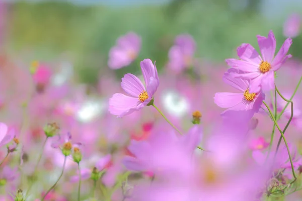 Cosmos Flowers Blooming Colorful Plains — Stock Photo, Image