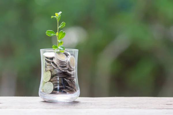 Plant Growing In Savings Coins - Saving money concept