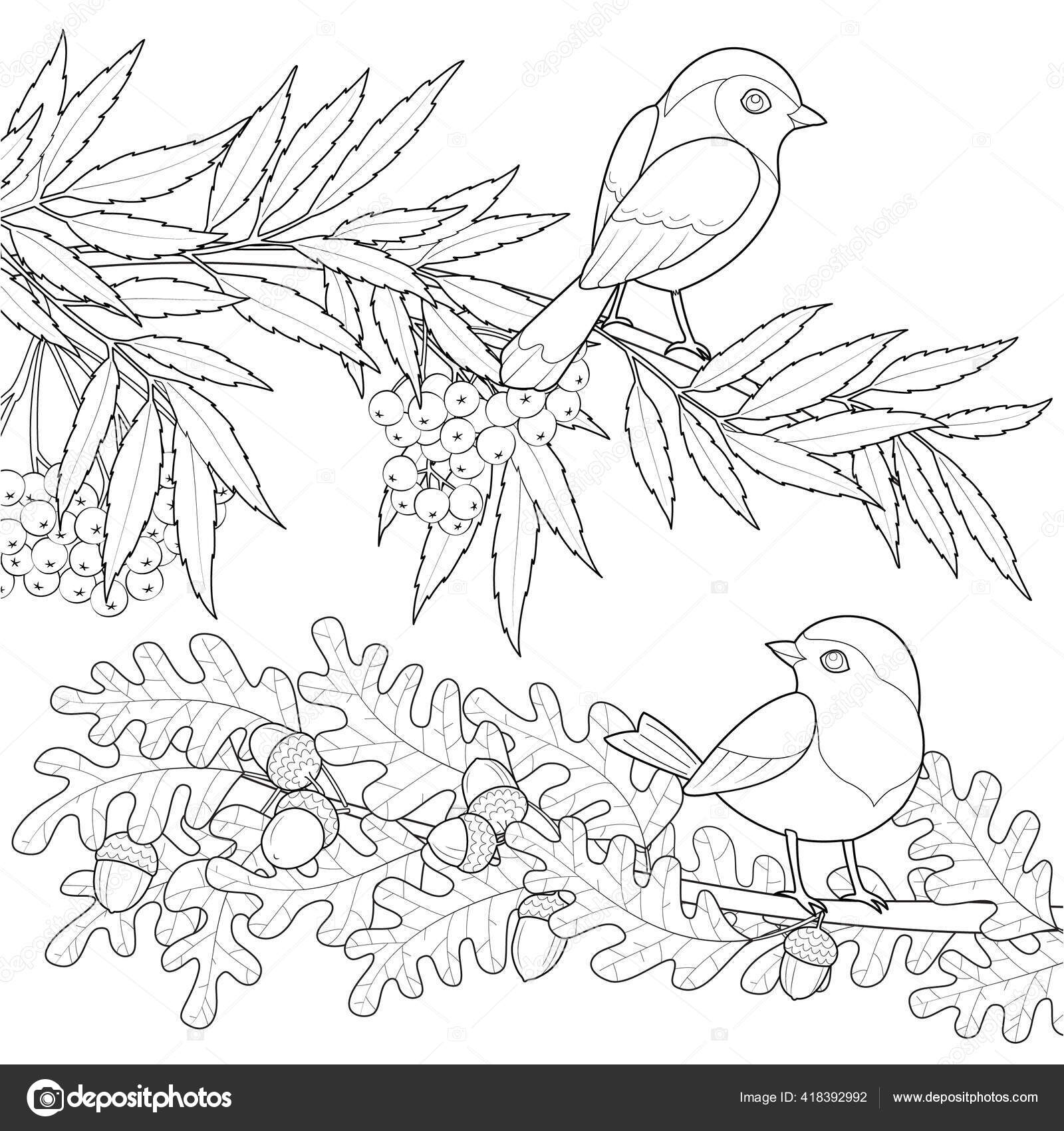 树枝上的两只鸟黑色和白色的矢量图解图库矢量图©KatiaEfst 418392992, image size:1600x1700