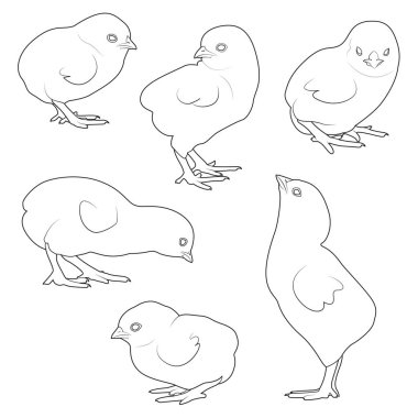 Tavuk vektörü siyah ve beyaz vektör çizimi