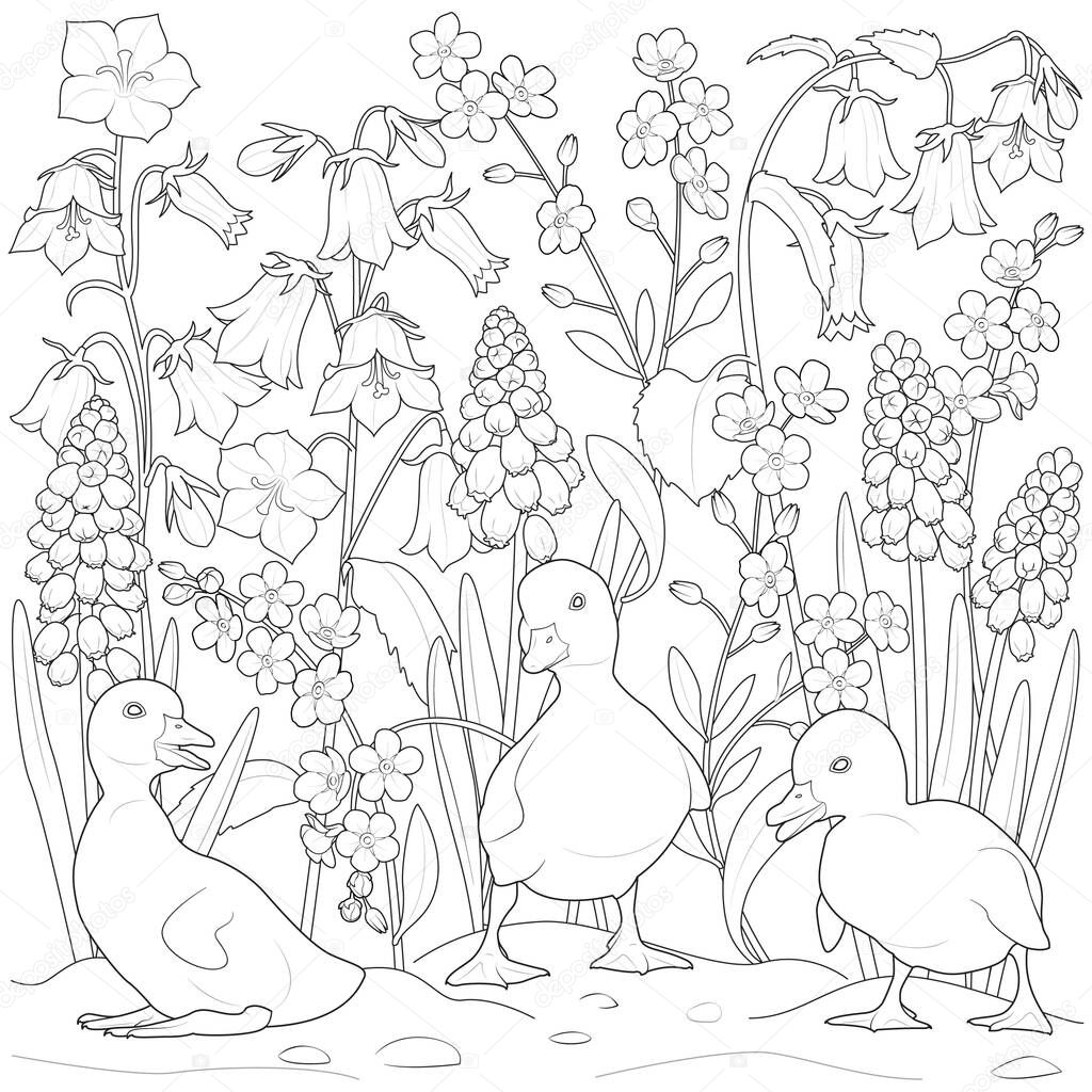 Ducklings playing in the garden black and white vector illustration