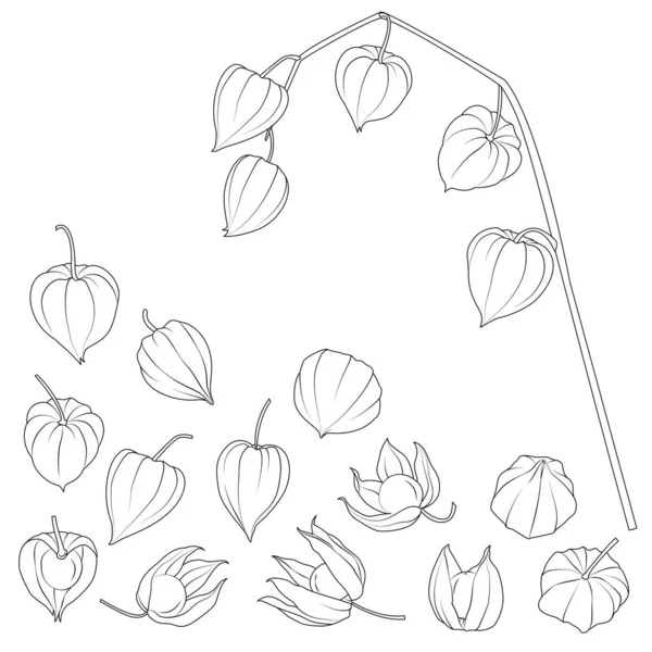 Physalis Vektor Set Schwarz Weiße Vektorillustration — Stockvektor