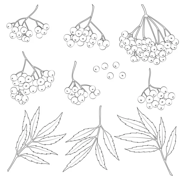 Rowanberry Vector Set Black White Vector Illustration — Stock Vector