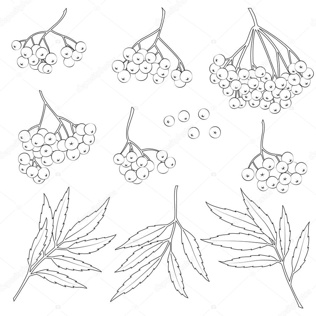 Rowanberry vector set black and white vector illustration