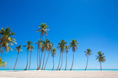 Beyaz kum ve açık mavi gökyüzü ile plajda Palm satır