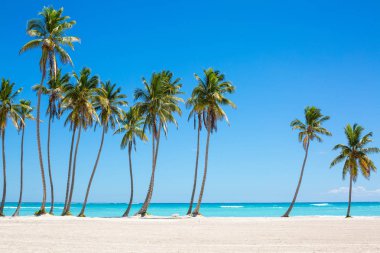 Palm satır Atlantik kıyısında. Masmavi su ve beyaz kum Dominik Cumhuriyeti