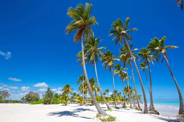 Sahilde Palm grove. Masmavi su ve mavi gökyüzü