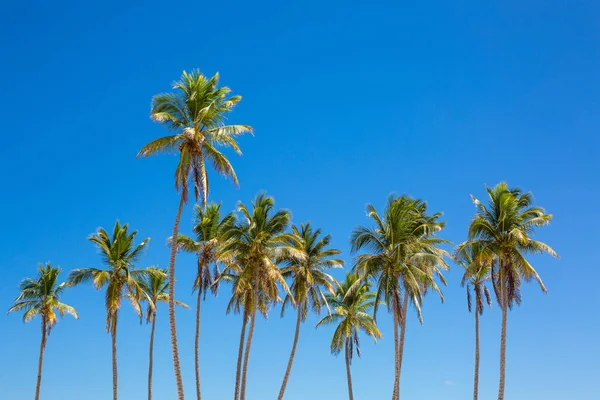 oconut palmiyeler ve Punta Cana mavi gökyüzünde temizleyin