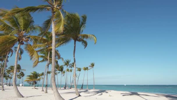 Beach Sand Dominikanska Republiken Punta Cana Vit Sandstrand Palmer Palmer — Stockvideo