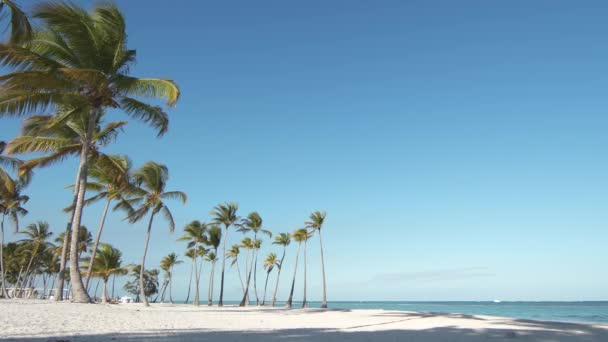 海滩上高大的美丽独立棕榈树 大野生海滩和蓝色大海 在加勒比海度假 放松的背景 棕榈树和白沙 孤岛棕榈海滩沙滩夏威夷 — 图库视频影像
