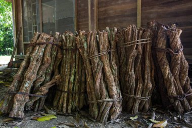 Ayahuasca'lı Liana. Banisteriopsis caapi asma. Tradtional bitki tıbbı. ruhun liana' sı, ölülerin liana'sı, ruh liana. odunsu asma. Peru'da şamanlar ve törenler